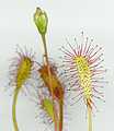 D. anglica
