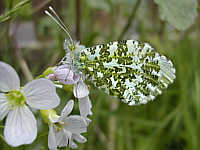 Female orange-tip 2002/06/03 15:46