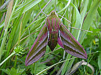 Elephant hawkmoth 2002/07/02 15:32