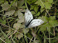 Green-veined white 2002/07/04 15:11