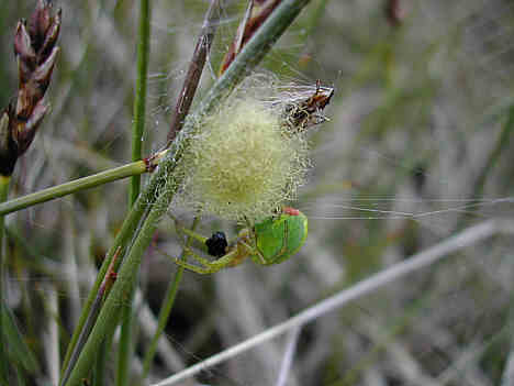 Green Spider