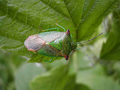 Shieldbug