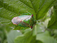 Shieldbug 2002/07/10 10:46