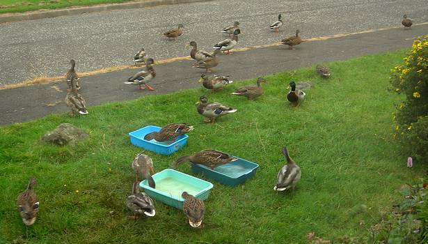 24 ducks, 7th September 2007