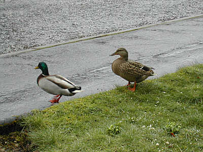 Ducks, 24/03/2002