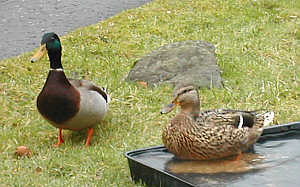 Mr & Mrs Duck, 09/03/2003