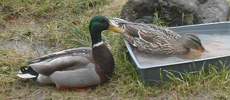Ducks, 20/03/2004