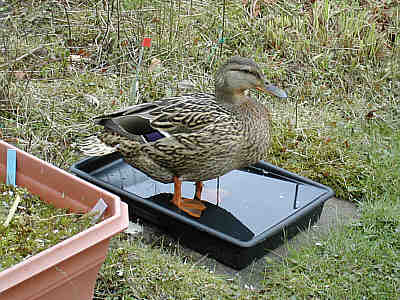 Mrs Duck in birdbath