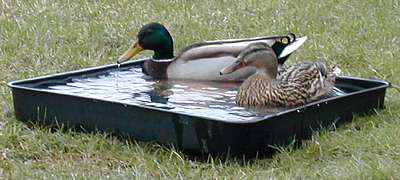 Ducks, 24/03/2004
