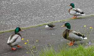 Ducks with starling collecting feathers, 05/06/2004