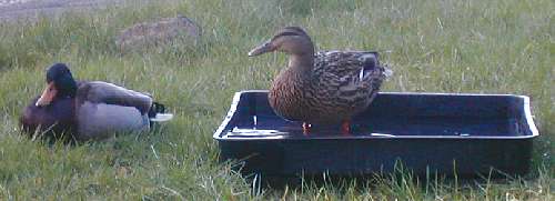 Mr and Mrs Duck, 2 April005