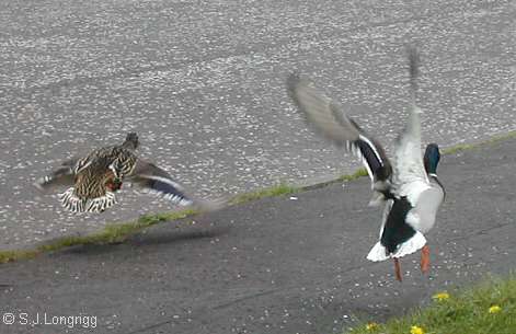 ducks taking off