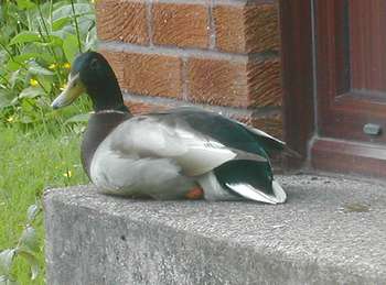 Mr Duck waiting on the doorstep