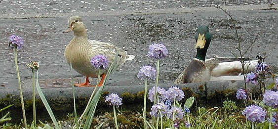 Mr and Mrs Palechest 2002