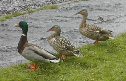 The Trio about to take off, 14/06/2005