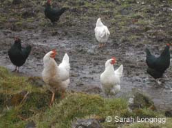 eigg image 66