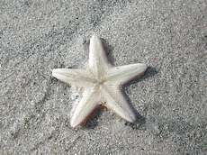 starfish