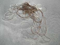 seaweed strings