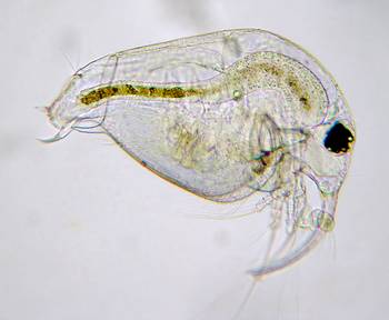 Water flea - Bosmina