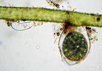 reproductive organs of Vaucheria aversa