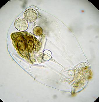 Asplanchna with Keratella rotifers inside its stomach