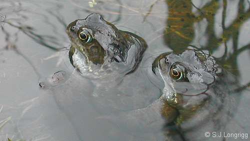 pair of frogs