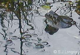 frog with spawn