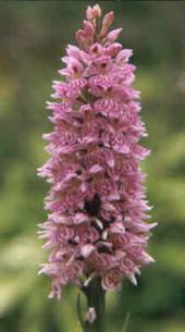 Dactylorhiza fuchsii plant 1