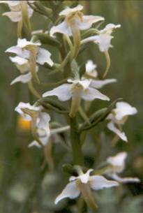 Platanthera chlorantha