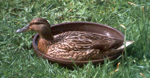 mallard duck