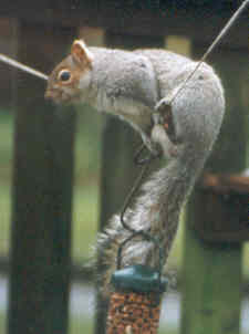 grey squirrel 2