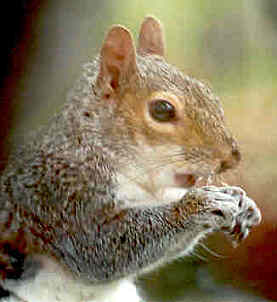 grey squirrel 1