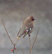 waxwing