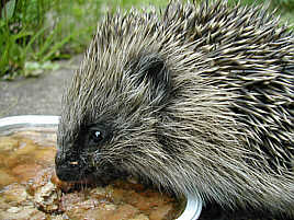 Hedgehog closeup