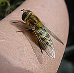 Hoverfly 2002/07/11 09:20