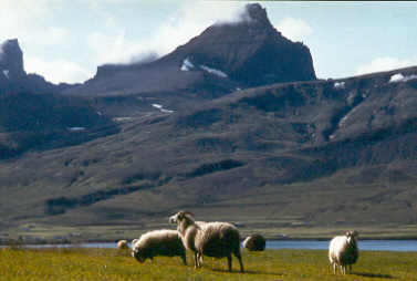 Dyngjufjöll