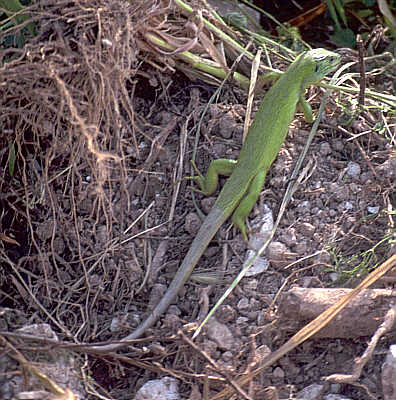 Balkan green lizard, nr Almeritha, Crete