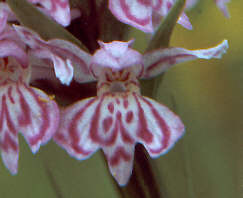 Dactylorhiza fuchsii plant 1, 1998. This plant has not appeared above ground since 1999