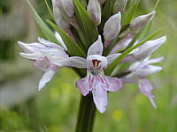 Dactylorhiza fuchsii plant 2.1, 2002