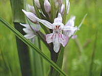 Dactylorhiza fuchsii plant 2.2, 2002