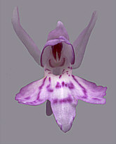 Dactylorhiza fuchsii plant 3, 2001
