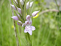 Dactylorhiza fuchsii plant 3, 2002