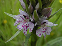 Dactylorhiza fuchsii plant 5, 2002