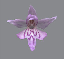 Dactylorhiza fuchsii plant 9, 2001