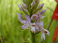 Dactylorhiza fuchsii plant 10, 2002