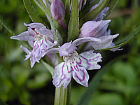 Dactylorhiza fuchsii plant 15, 2002