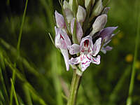 Dactylorhiza fuchsii plant 17, 2002