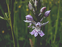 Dactylorhiza fuchsii plant 18, 2002