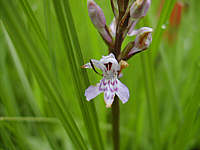 Dactylorhiza fuchsii plant 27, 2002