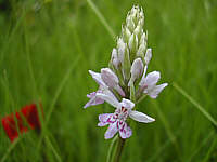 Dactylorhiza fuchsii plant 40, 2002